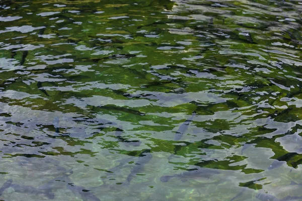 Surface Eau Étang Dans Lequel Flotte Beaucoup Truites Fish Pond — Photo