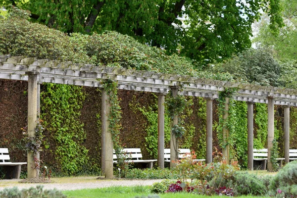 Hermosa Pérgola Larga Con Plantas Trepadoras Rosas Parque Público Europeo —  Fotos de Stock