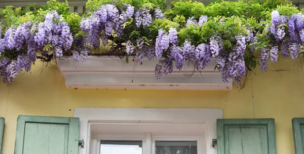 Beautiful Lilac Wisteria Grows Cornice Window Old House — Stock Photo, Image
