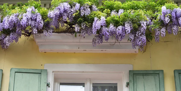 Mooie Lila Wisteria Groeit Bij Cornice Boven Het Raam Van — Stockfoto