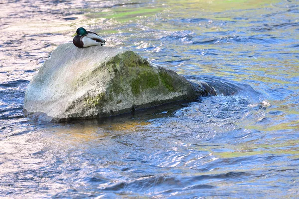 Schöne Ente Sitzt Auf Einem Großen Stein Einem Stadtfluss — Stockfoto