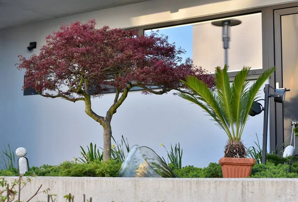 Frente a una casa con un árbol curvo rojo y palmeras en una ciudad europea. — Foto de Stock