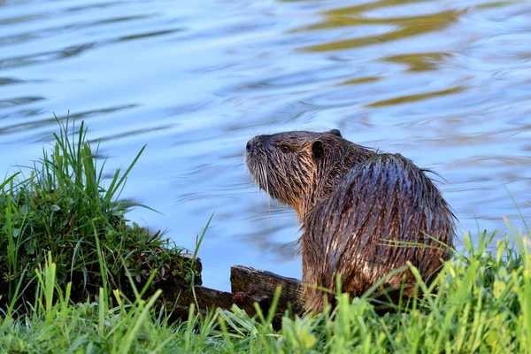 Nutria Wet Hair Green Grass Background Pond — 스톡 사진