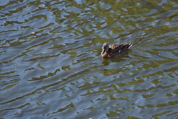 Eine schöne gewöhnliche gefleckte Ente schwimmt einsam auf dem Fluss. — Stockfoto