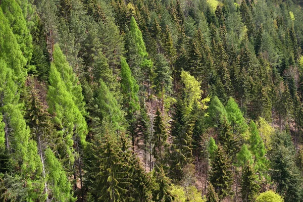 Spring Landscape Mixed Forest Hill Coniferous Trees Deciduous Growth Together — Stock Photo, Image