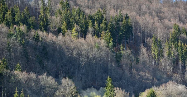 Nisan Ayında Yaprakları Olmayan Kozalaklı Ağaçlar Yaprak Döküntüleri Schwarzwald Almanya — Stok fotoğraf