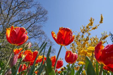 Taze ve parlak iki tonluk sarı-kırmızı laleler mavi gökyüzüne karşı, metin alanı, yakın çekim