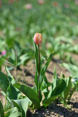 Pembe lale güneşli bir günde topraktan çıkıyor.