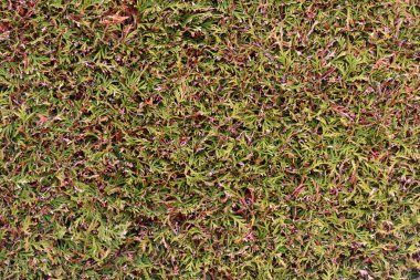 thuja 'nın pürüzsüz yüzeyinin dokusu budanmış. thuja kozalaklı çalılığın dokusu.