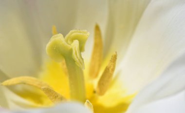 Metin alanı ile lale, polen, stamen ve tokmak yakın çekim,