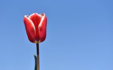 Taze ve parlak kırmızı ve beyaz lale mavi gökyüzüne karşı, metin boşluğu ile