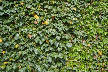 Sarmaşık yaprakları, parlak ve taze güneşli bir günde, sarmaşık bitkilerine tırmanıyor.