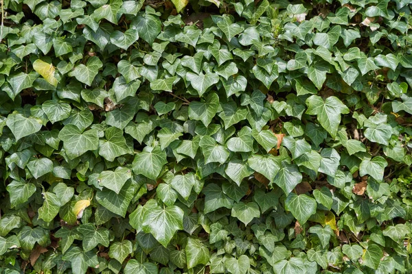 Hiedra Deja Textura Brillante Fresca Día Soleado Trepando Plantas Hiedra —  Fotos de Stock