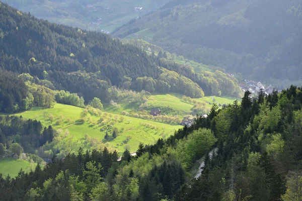 Pittoreska Europeiska Landskap Med Blandad Barrskog Och Lövskog Bakgrund Bergsdal — Stockfoto