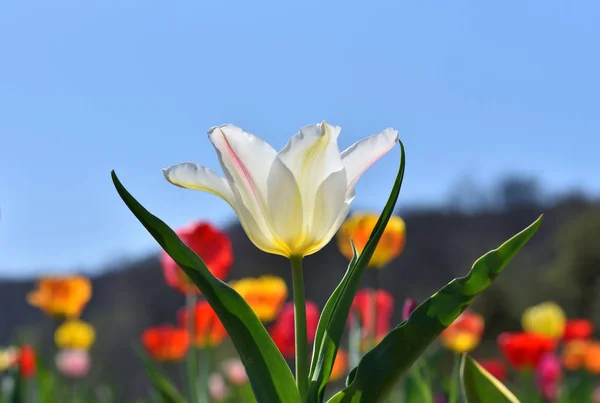Белый Тюльпан Растущий Земли Солнечный День — стоковое фото