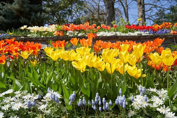 Blomsterbädd Olika Vårblommor Tulpaner Prästkragar Muscari Vårblommor Trädgården — Stockfoto