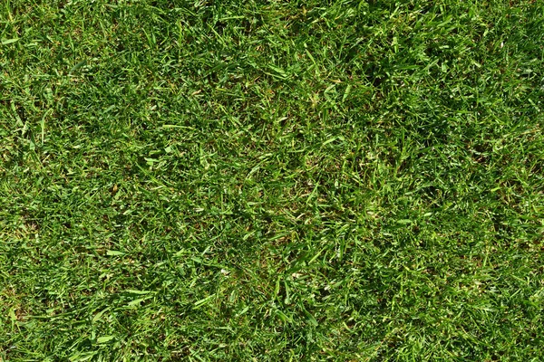The texture of the bright green grass of the lawn. Bright background of a lawn