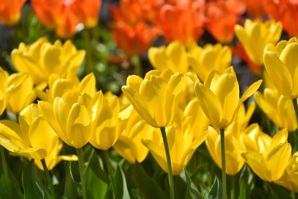 Свежие Ярко Желтые Тюльпаны Домашнем Саду Солнечный День — стоковое фото
