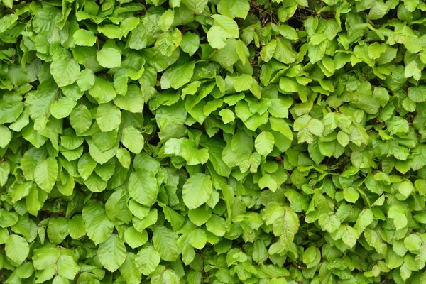 Beautiful Bright Texture Hedge Foliage Spring April — Stock Photo, Image