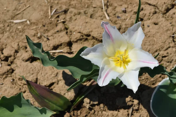Fehér Tulipán Földből Egy Napsütéses Napon — Stock Fotó