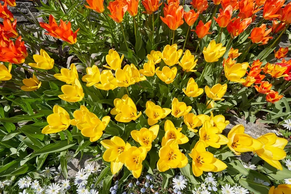 Цветочная Клумба Красных Желтых Тюльпанов Саду Солнечный День — стоковое фото