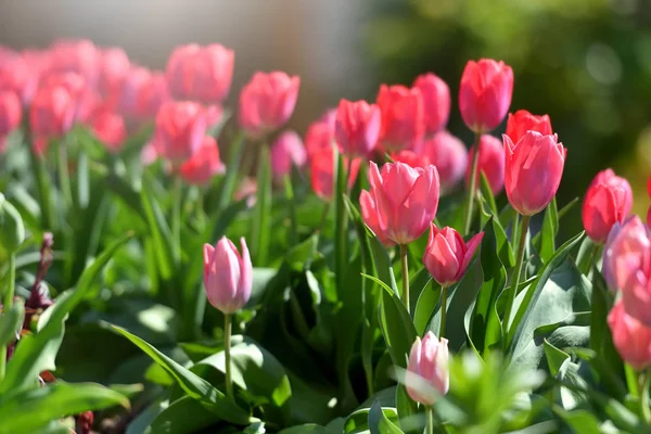 Beautiful red tulips in the home garden on a sunny day with text space