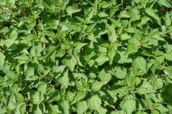 Nettle Leaves Texture Bright Fresh Sunny Day — Stock Photo, Image