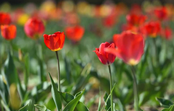 Красные Тюльпаны Солнечный День Саду Текстовое Пространство Тюльпаны — стоковое фото