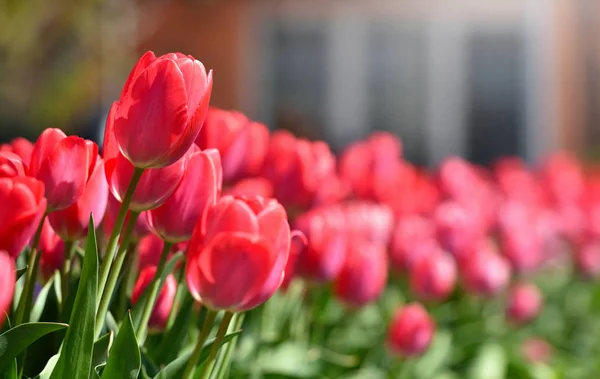Красные Тюльпаны Домашнем Саду Солнечный День Текстовым Пространством — стоковое фото