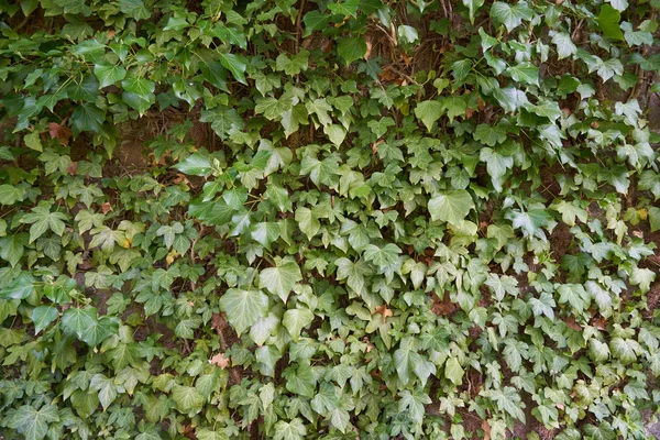 Ivy Listy Textury Světlé Svěží Slunečného Dne Lezení Břečťanu Rostliny — Stock fotografie