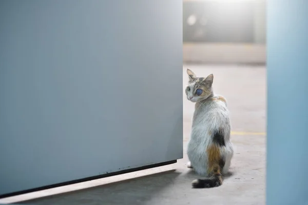 Gato Com Uma Lesão Ocular Que Vive Numa Fábrica Gato — Fotografia de Stock