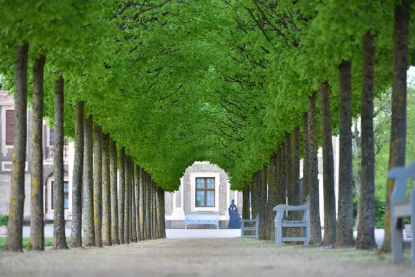 Callejón Árboles Forma Túnel Jardín Europeo Primavera —  Fotos de Stock
