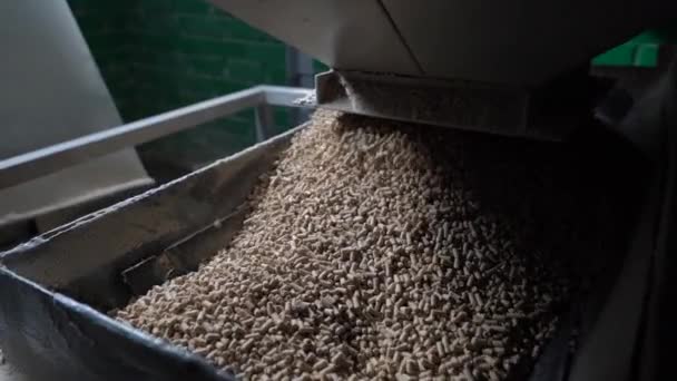 Produzione di alimenti per animali domestici. Versa di alimentazione su nastro trasportatore, primo piano — Video Stock
