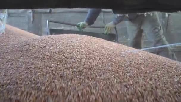 Descarga de grano de maíz de un remolque de camión y un montón de polvo en la fábrica. Concepto de Agricultura y Recursos — Vídeo de stock