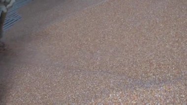 Bir kamyon römorkundan mısır gevreği indiriyorum ve fabrikada bir sürü toz var. Tarım ve Kaynak Kavramı