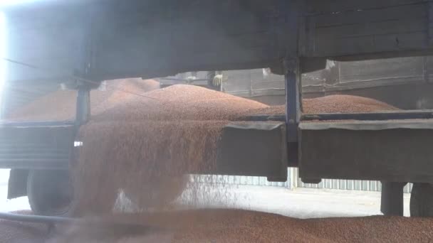 Entladen von Maiskorn aus einem LKW-Anhänger und viel Staub in der Fabrik. Landwirtschaft und Ressourcenkonzept — Stockvideo