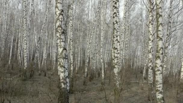 Voando através da densa floresta de bétula com troncos brancos na primavera. Aviação — Vídeo de Stock