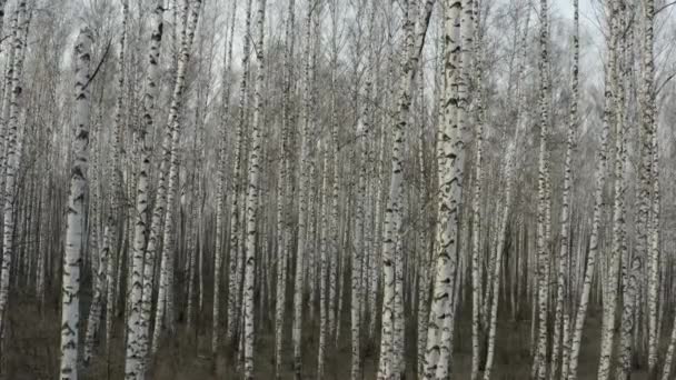 Volando a través del denso bosque de abedules con troncos blancos en primavera. Antena — Vídeos de Stock