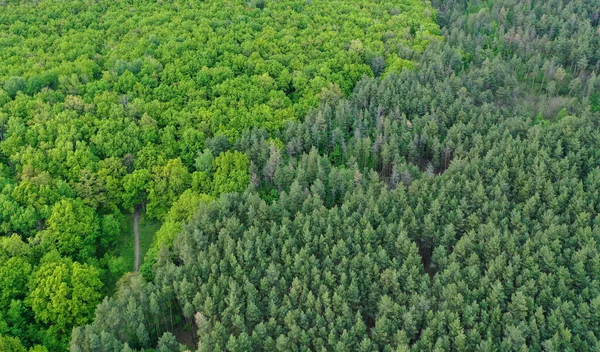 Aerial view of the contact line of coniferous forest and deciduous forest
