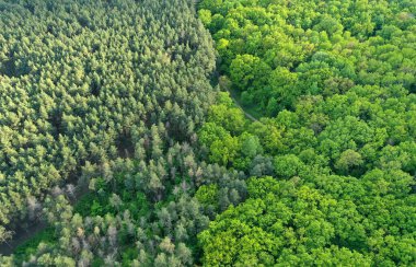 Kozalaklı orman ve yaprak döken ormanın temas hattının havadan görüntüsü.