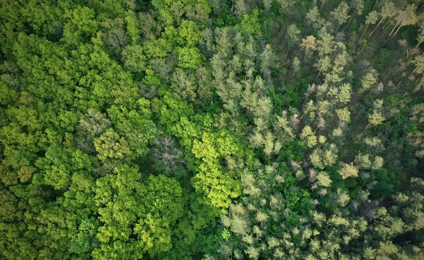 Kozalaklı Orman Yaprak Döken Ormanın Temas Hattının Havadan Görüntüsü — Stok fotoğraf