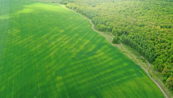 Widok Powietrza Młodego Zielonego Pola Pszenicy Pobliżu Lasu — Zdjęcie stockowe