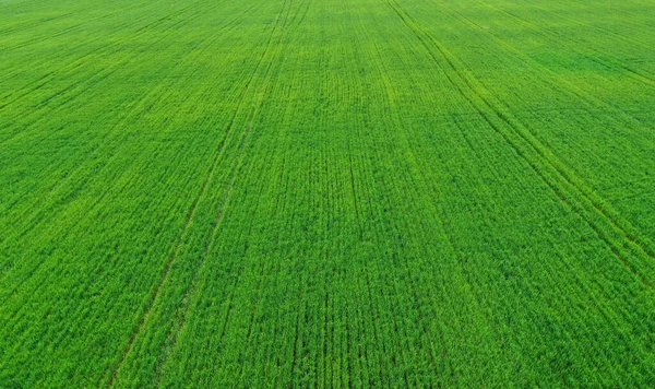 Luftaufnahme Eines Jungen Grünen Weizenfeldes Frühling — Stockfoto