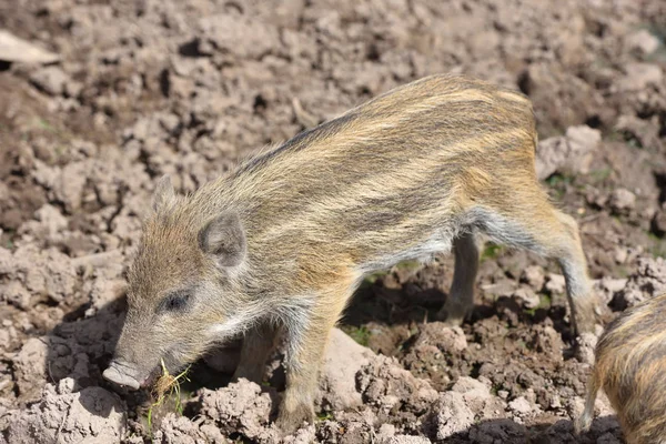 Petit Cochon Jeune Cueillette Son Nez Dans Le Sol Sale Viande De Porc Mignon Stock Photo