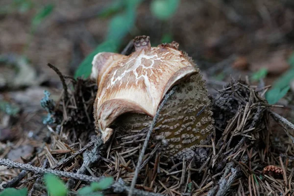 Droogte Gebarsten Hoed Van Een Kleine Bruine Paddestoel Het Bos — Stockfoto