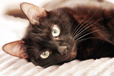 Yatağın üstündeki gri kürkün üzerinde yatan siyah kedi..