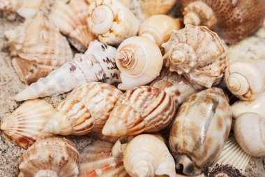 Kumda deniz kabukları, yazlık plaj arka planı ve fotokopi alanı.