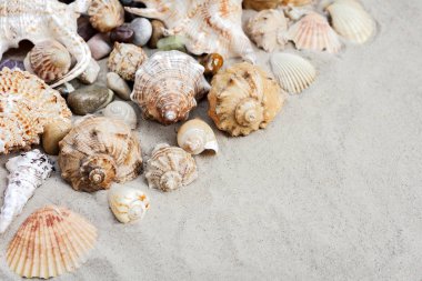 Kumda deniz kabukları, yazlık plaj arka planı ve fotokopi alanı.