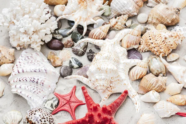 Conchas marinas y costas rojas en la arena, fondo de playa de verano —  Fotos de Stock