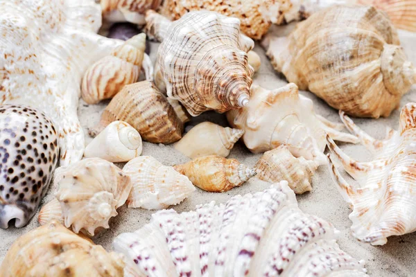 Seashells on the sand, summer beach background with copy space f — Stock Photo, Image